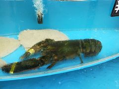 -京秀缘蒸汽海鲜农家菜大馅蒸饺