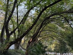 -上海佘山国家森林公园天马山园