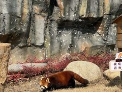 -武汉动物园