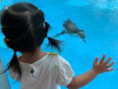 -帝企鹅自助餐厅•儿童岛•真企鹅(长隆企鹅酒店)