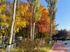 -大兴滨河森林公园