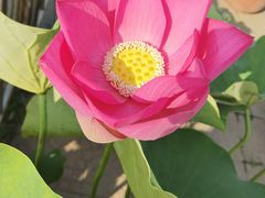 -莲花池公园