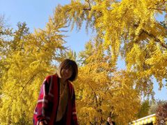 -三里屯东五街银杏大道
