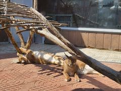 -西霞口神雕山野生动物世界