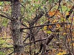 -帽儿山国家森林公园