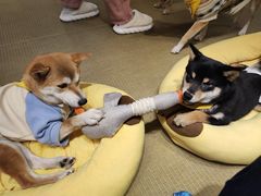 -逗柴咖啡屋·狗咖猫咖宠物桌游
