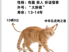 -翊宠yipet猫狗购宠庄园犬舍•猫舍