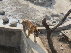 -石家庄市动物园