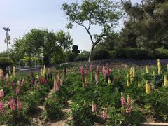 -石家庄市植物园