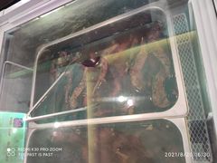 -鸿运兔·手撕烤兔(天府广场店)