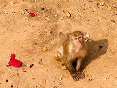 -石家庄市动物园