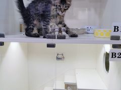 -十年猫舍·猫咪专门店(普陀店)