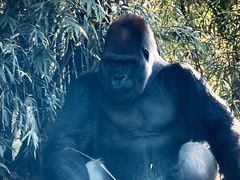 -奥兰多迪士尼动物王国乐园