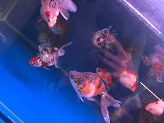 -宝鸡东道花鸟鱼虫市场(吉利花园商场店)