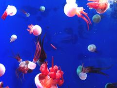 -成都浩海立方海洋公园