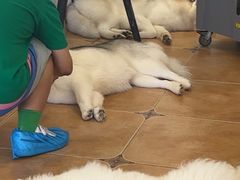 -Let's go狗咖·猫咖·奶狗·桌游(春熙路IFS店)