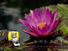 -上海辰山植物园