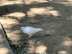 -长白岛森林公园