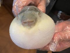 -肆月河豚·新淮扬(金融街店)