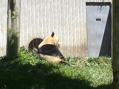 -卧龙中华大熊猫苑神树坪基地