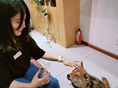 -柴务处·柴犬主题狗咖