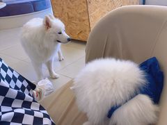 -怪兽屋·羊驼·猫咖·狗咖(俊华广场店)