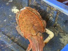 -蓝湾碧波·老字号·疍家非遗海上餐厅