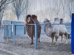 -长白岛森林公园