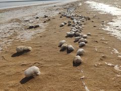 -天津东疆湾沙滩景区