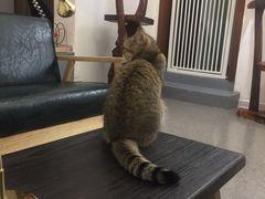 -豆老板的猫咖啡(碑林博物馆店)