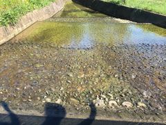 -桤木河湿地公园