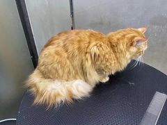 -PETKIT小佩宠物·低压洗护(国顺东路店)