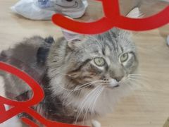 -COLOR PETS 撸猫馆·购猫·猫咖(长风大悦城店)