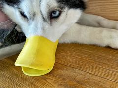 -Husky Go! 哈士奇体验馆·宠物咖啡厅狗咖