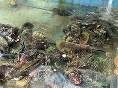 -蓝湾碧波·老字号·疍家非遗海上餐厅