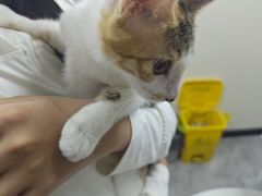 -贝康宠物医院·犬猫全科·小动物特色诊疗中心(东环路店)