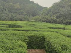 -大屏嶂森林公园