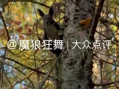 -汤旺河林海奇石景区