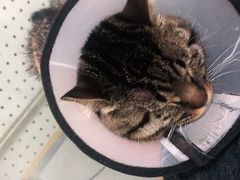 -顺强宠物诊所·狂犬免疫·夜诊·骨科(嘉定店)