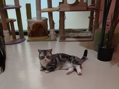 -三花喵·撸猫购宠·宠物生活馆(虹桥南丰城店)