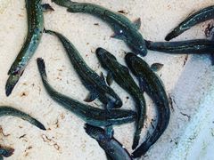 -芦潮港集贸市场