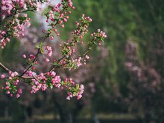 -海棠花溪(元大都城垣遗址公园)