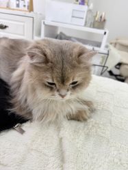 点击看大图 -柚子•猫美睫美甲