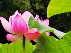 -陈家山荷花公园