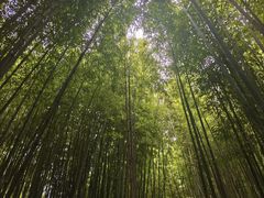 -泰山风景名胜区-普照寺