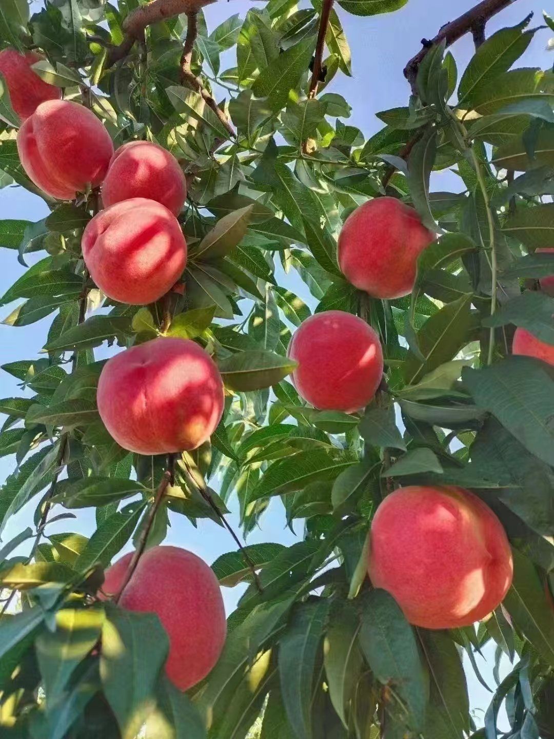 集拼图记生活 北京平谷大桃,不愧是中国