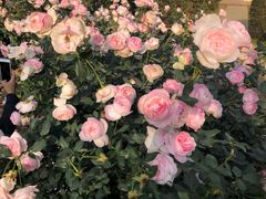 -人民公园(罗湖区)