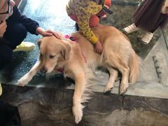 -百好乐宠物友好餐厅(朝外大街店)