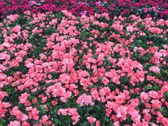 -龙大花卉苗木市场