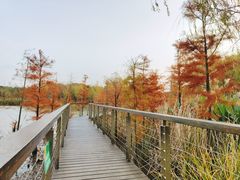 -昆山城市生态森林公园